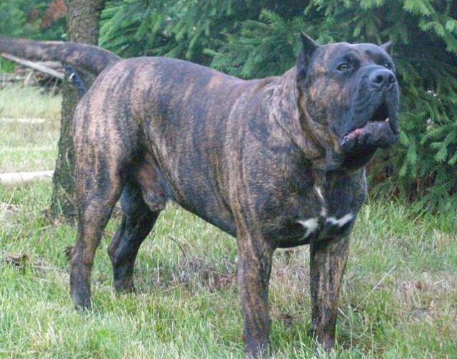 具有超强的追踪能力, 珍稀的凶猛巴西护卫犬追死你