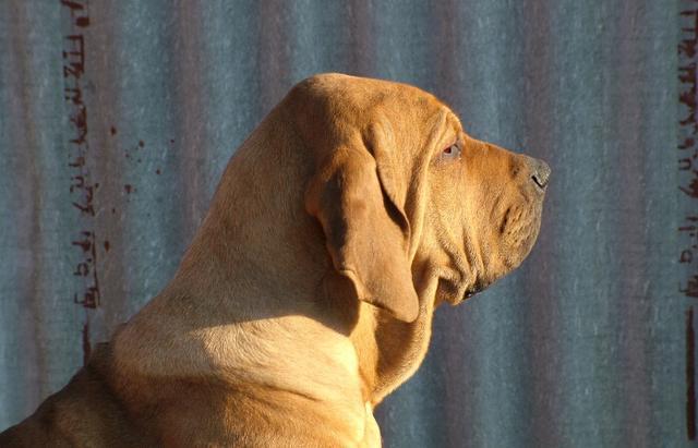 具有超强的追踪能力, 珍稀的凶猛巴西护卫犬追死你