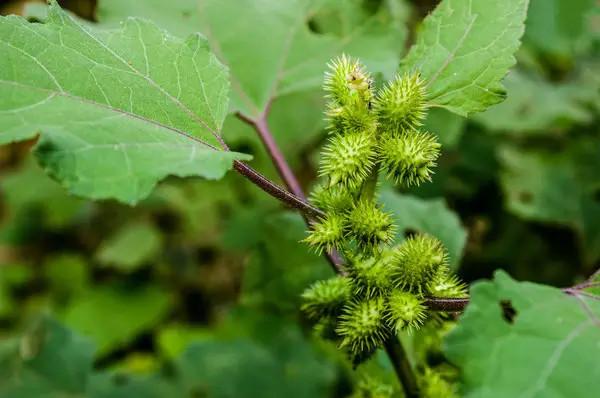 菊科苍耳属,别名 :呆耳,亦名胡,常思,卷耳,爵耳,猪耳,耳,地葵,羊负来.