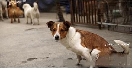 狗狗护家被小偷砍去后肢！接下来让人不淡定了