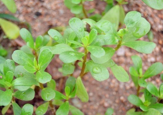 很多老中醫說: 這種皮膚病用馬齒莧就能治