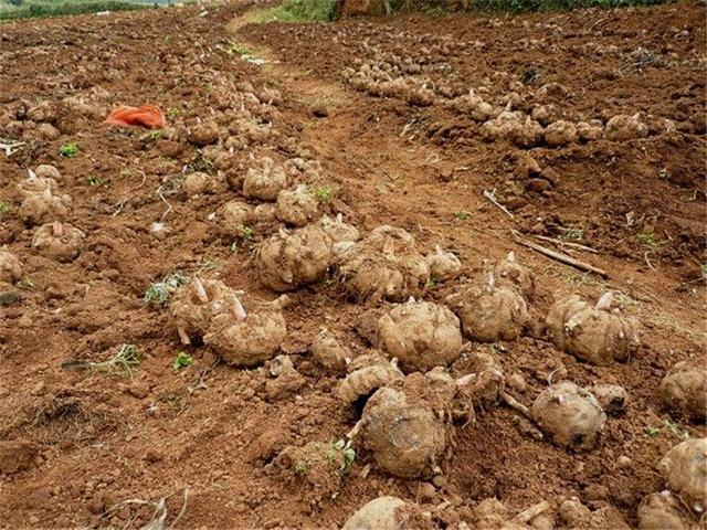 这些就是魔芋的茎块,据说魔芋整株其实是含有毒性的,只能把茎块挖出来