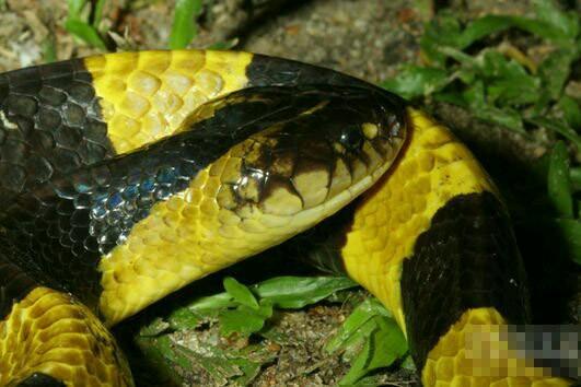 『眼镜蛇』在我国境内潜伏的十大毒蛇排行榜, 眼镜蛇排名倒数第一