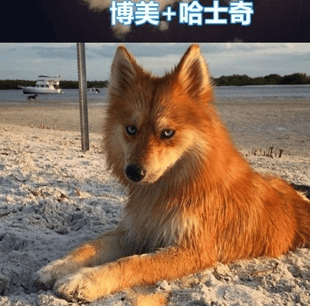 和哈士奇混血的狗都摆脱不了傻的气息, 哈士奇和柯基混血亮了!