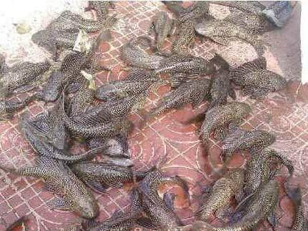 男子清理臭水塘 结果清出一堆这种鱼 老板却说全部活埋