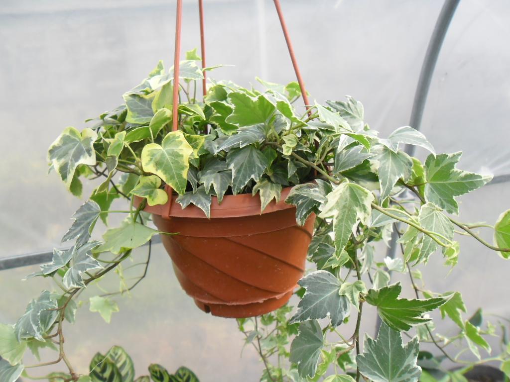 家居养花: 净化室内空气, 养这5种植物就足够了!