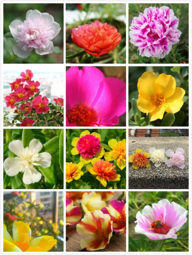 太阳花也疯狂! 才知道原来有这么多种!