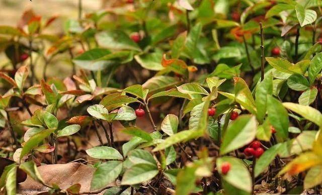 这种植物是止咳化痰, 治疗肺结核, 支气管炎的良药!