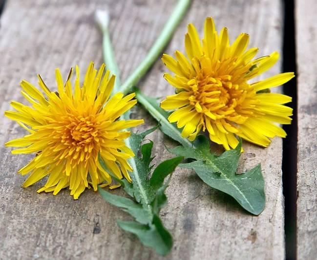 网传: 蒲公英花能改善雀斑, 靠谱吗?