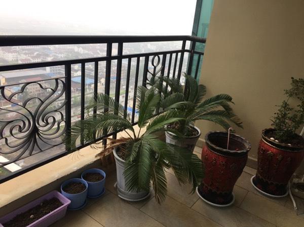 给大家晒晒我家的阳台, 正打算打造成空中花园, 改造中!