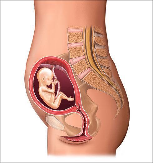 孕18周子宫有多大图片图片