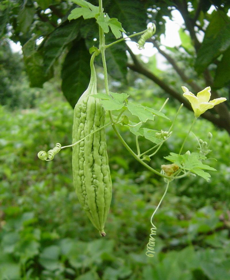 苦瓜和丝瓜都具备很好的清热解暑功效