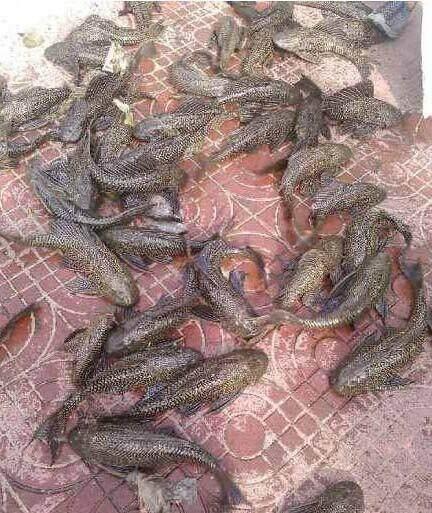 男子清理臭水塘 结果清出一堆这种鱼 老板却说全部活埋