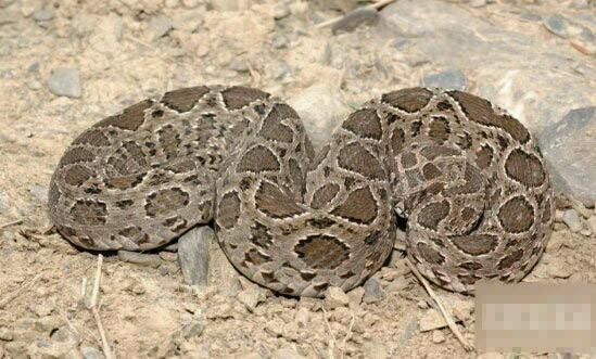 『眼镜蛇』在我国境内潜伏的十大毒蛇排行榜, 眼镜蛇排名倒数第一