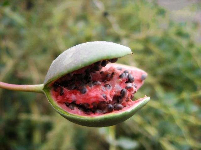 老人说用高度酒泡野西瓜,泡制一个星期后,将药酒每