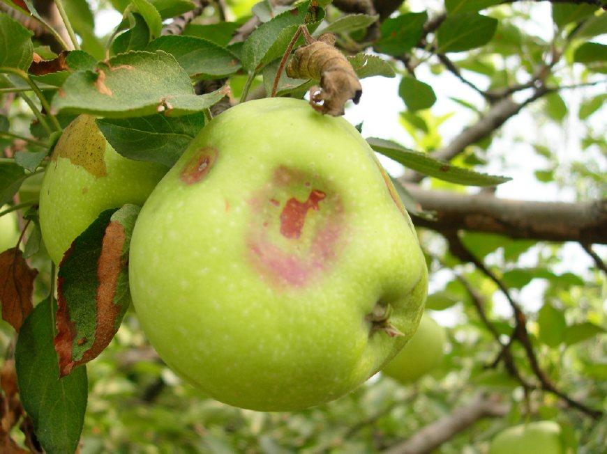 硼对果树生长发育的作用 硼是果树必需的一种重要微量元素.