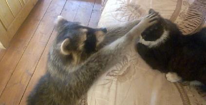 浣熊潜入家中, 看猫太脏了居然想帮它洗洗, 为了洗东西也是拼了!