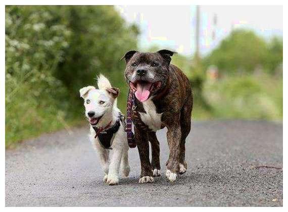 男子16年后回老家, 一只老狗让他哑口无言!