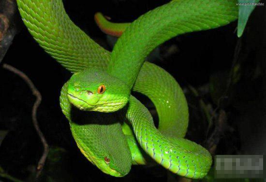 『眼镜蛇』在我国境内潜伏的十大毒蛇排行榜, 眼镜蛇排名倒数第一