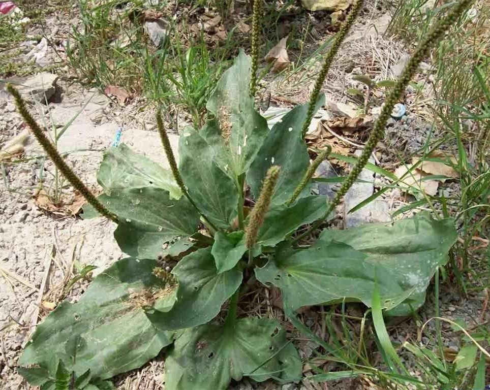 药木瓜的功效与作用_紫河车的功效与作用保胎药_女贞子药的功效与作用