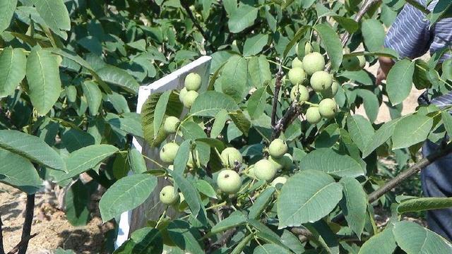 首页 read > 农村这果子称"万岁子", 可治糖尿病