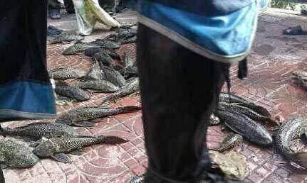 男子清理臭水塘 结果清出一堆这种鱼 老板却说全部活埋