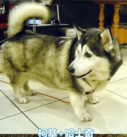 和哈士奇混血的狗都摆脱不了傻的气息, 哈士奇和柯基混血亮了!