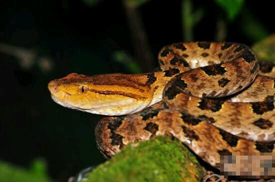 『眼镜蛇』在我国境内潜伏的十大毒蛇排行榜, 眼镜蛇排名倒数第一