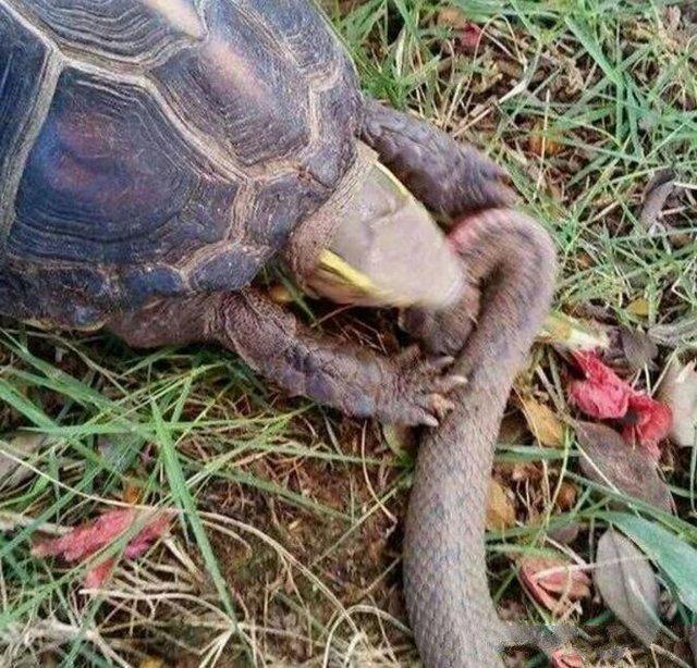 ▲蛇捕捉到乌龟本想饱餐一顿, 可乌龟的反击让人眼睛一亮