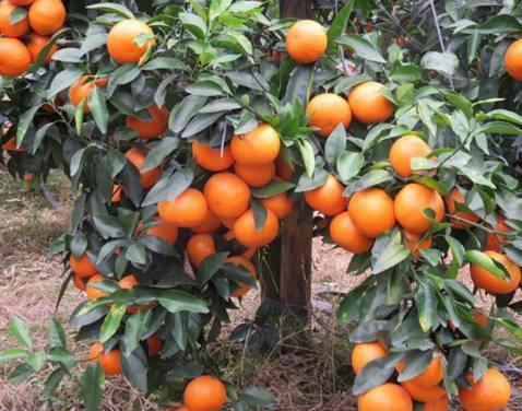 世界上最好吃的四大橘子, 有没有你喜欢吃的?