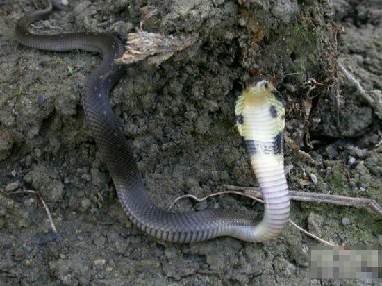 『眼镜蛇』在我国境内潜伏的十大毒蛇排行榜, 眼镜蛇排名倒数第一