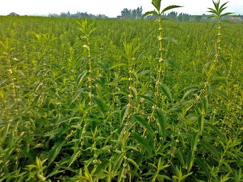 别名:地瓜儿,地瓜,地笋子,地蚕子,泽兰根,水三七,野三七,旱藕,银条菜