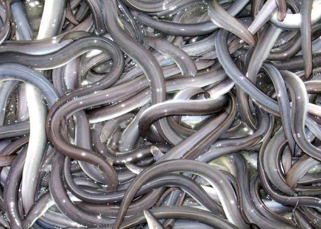 鳗鱼 能补虚壮肾,除风湿,强筋骨,调节血糖.