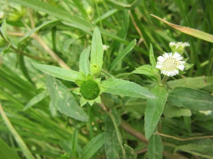 没错,它就是旱莲草,又叫墨旱莲,墨斗草,水旱草.