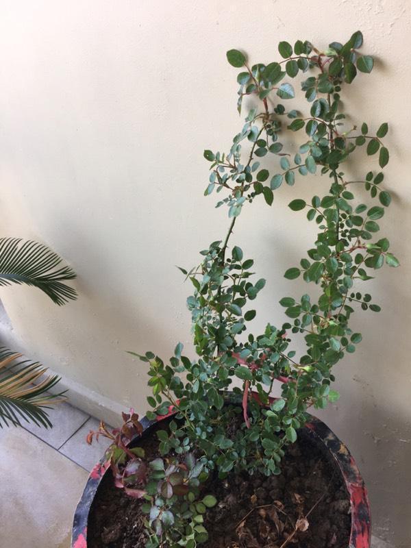 给大家晒晒我家的阳台, 正打算打造成空中花园, 改造中!