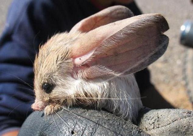 男子野外抓到一只耳朵巨大的老鼠, 专家一看忍不住表扬!