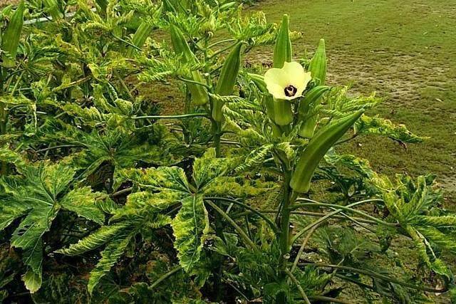 这种蔬菜叫"羊角豆"强肾补虚, 降糖抗癌!