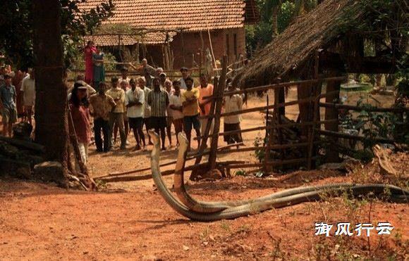 [毒蛇]世界第一毒蛇, 称霸蛇类世界, 最受人类敬畏!