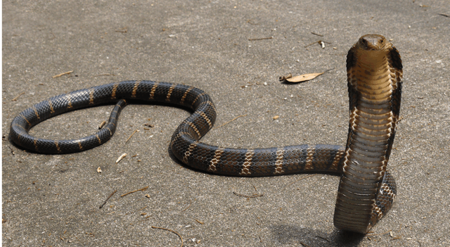 家中闯入一条25斤重的眼镜王蛇 最后被农民徒手擒获