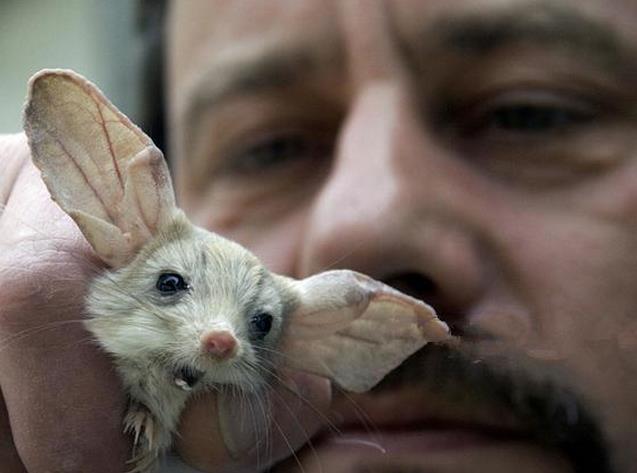 男子野外抓到一只耳朵巨大的老鼠, 专家一看忍不住表扬!