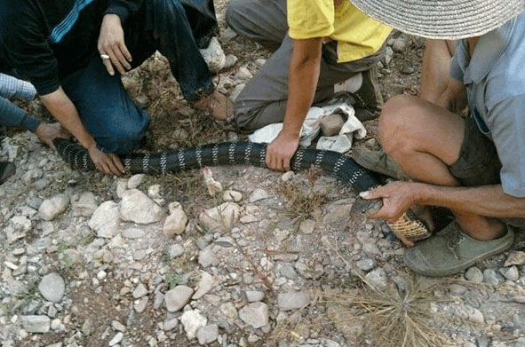 家中闯入一条25斤重的眼镜王蛇 最后被农民徒手擒获