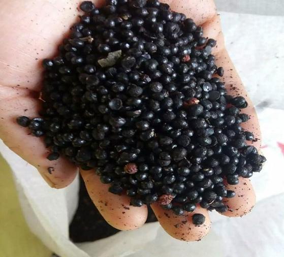 请勿错失身边的中药——花椒