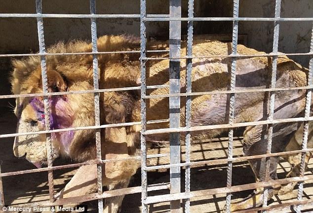 动物园惨遭遗弃, 饥饿的猛兽互相残杀, 场面让人心酸!