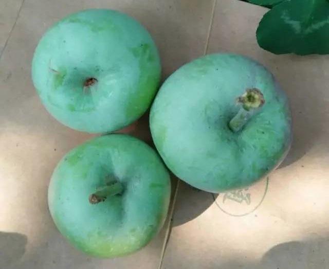 近期果园出现苹果梗凹处生长点爆裂, 你知道原因吗