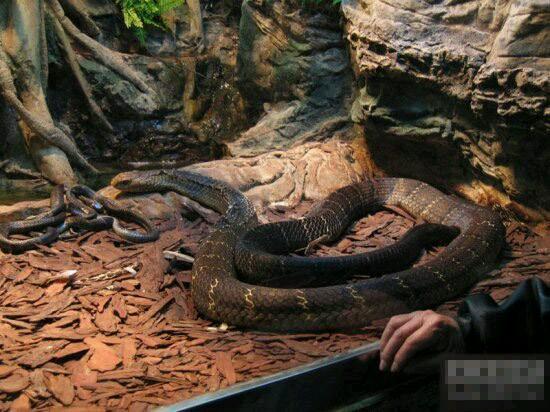 『眼镜蛇』在我国境内潜伏的十大毒蛇排行榜, 眼镜蛇排名倒数第一