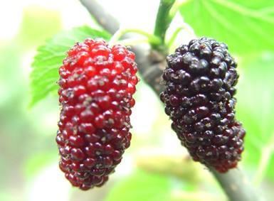 清明前后 这六种水果可以让你越吃越好看 越吃越健康