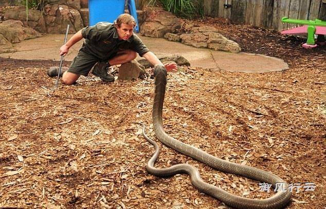 [毒蛇]世界第一毒蛇, 称霸蛇类世界, 最受人类敬畏!