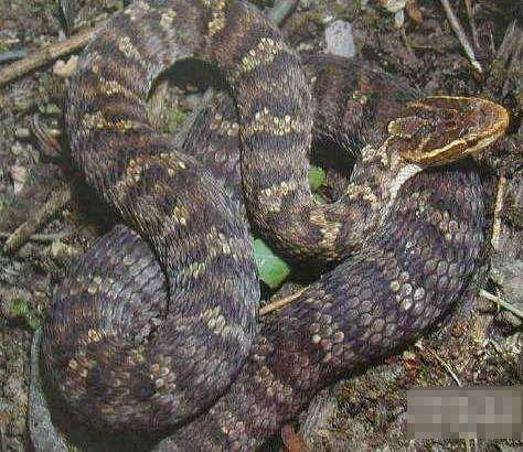 『眼镜蛇』在我国境内潜伏的十大毒蛇排行榜, 眼镜蛇排名倒数第一
