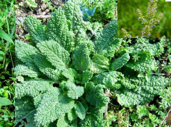 农村治疗小儿咳嗽秘方, 癞蛤蟆草煎鸡蛋, 蕴含了浓浓的母爱