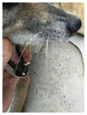 男子16年后回老家, 一只老狗让他哑口无言!